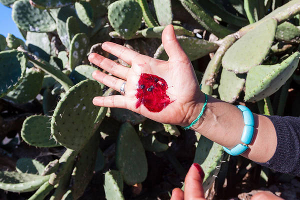 Adult Workshop -Cochineal Pigment Painting